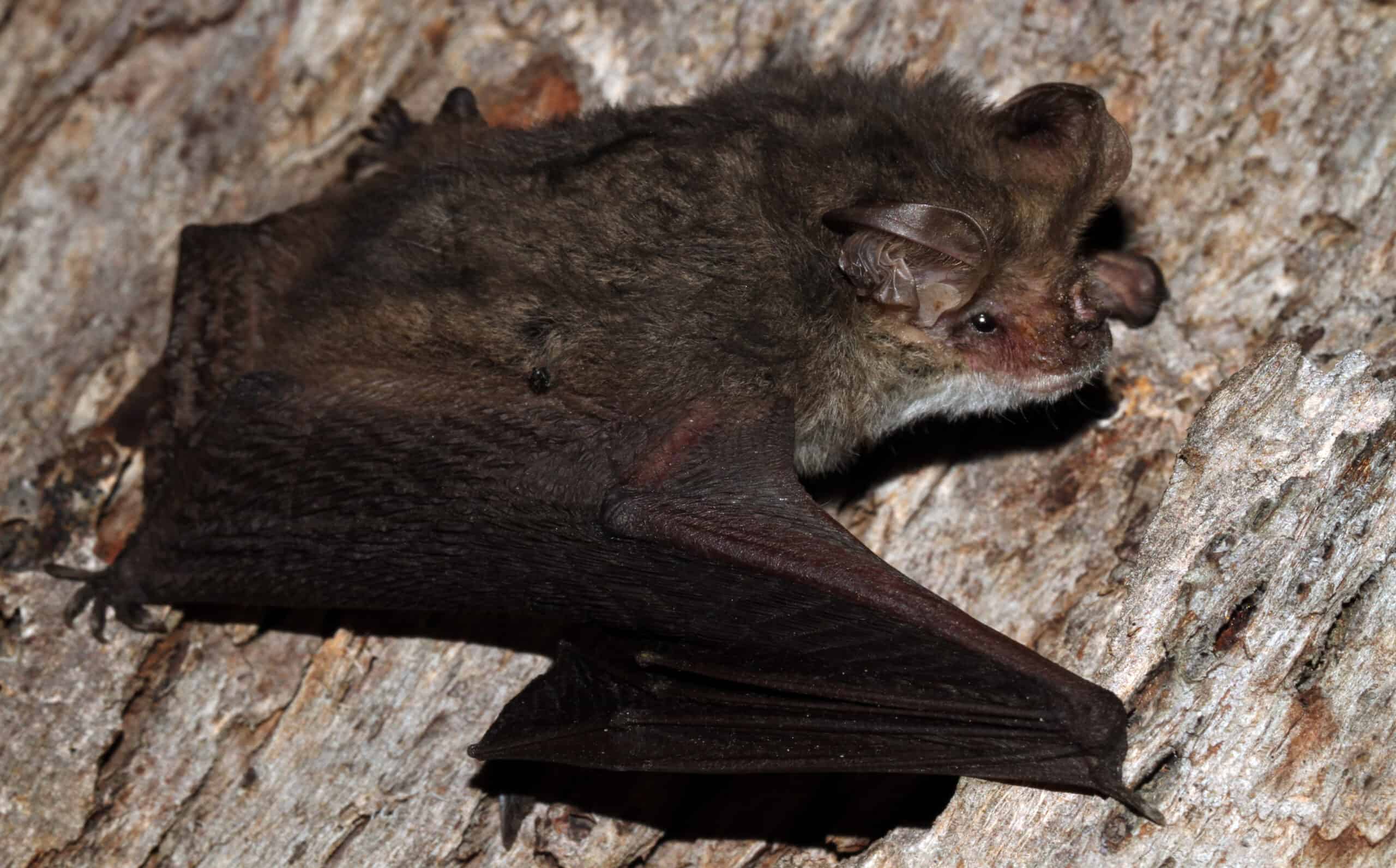 Lesser Long-eared Bat by Matt