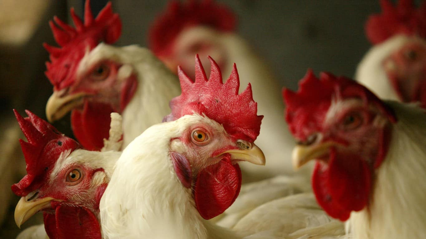 chickens | Indonesian Poultry Industry Threatened By Avian Flu