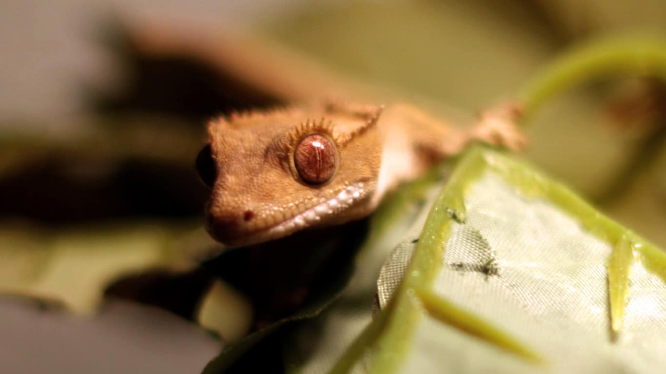 Crested Gecko by Austin Valley