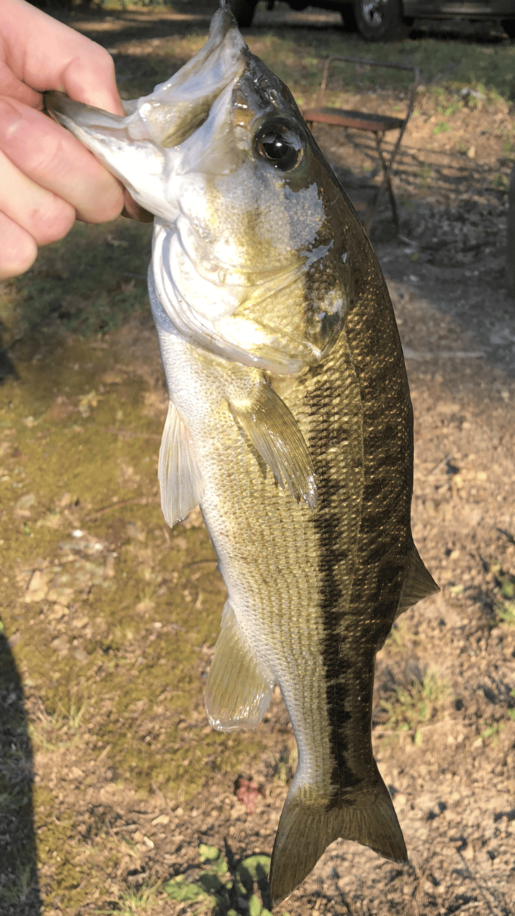 Alabama Bass (Micropterus henshalli)