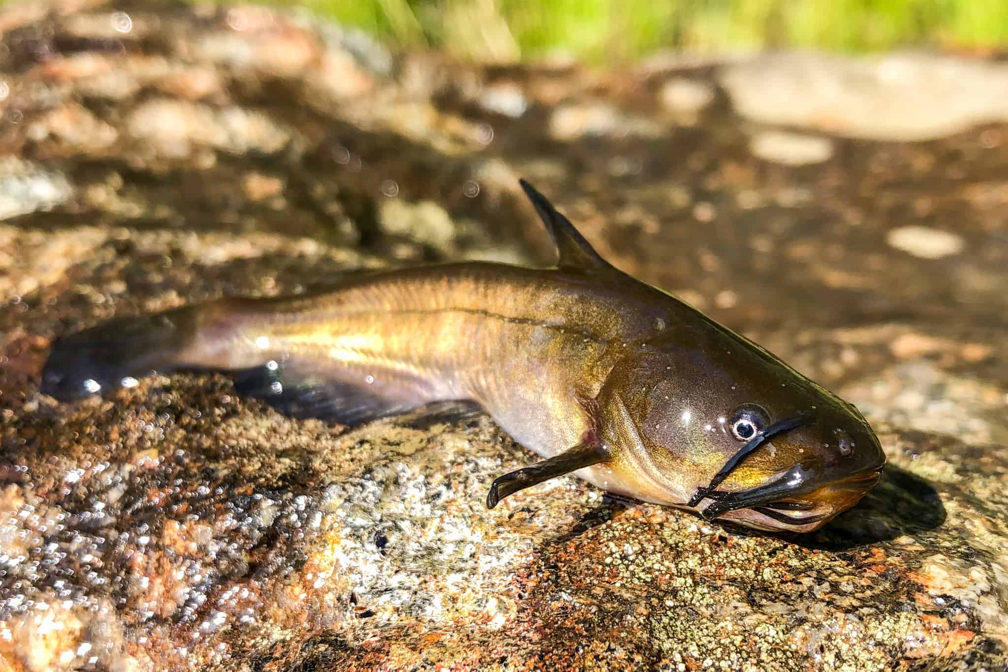 Brown Bullhead Catfish (Ameiurus nebulosus) by Mikael Nyman 