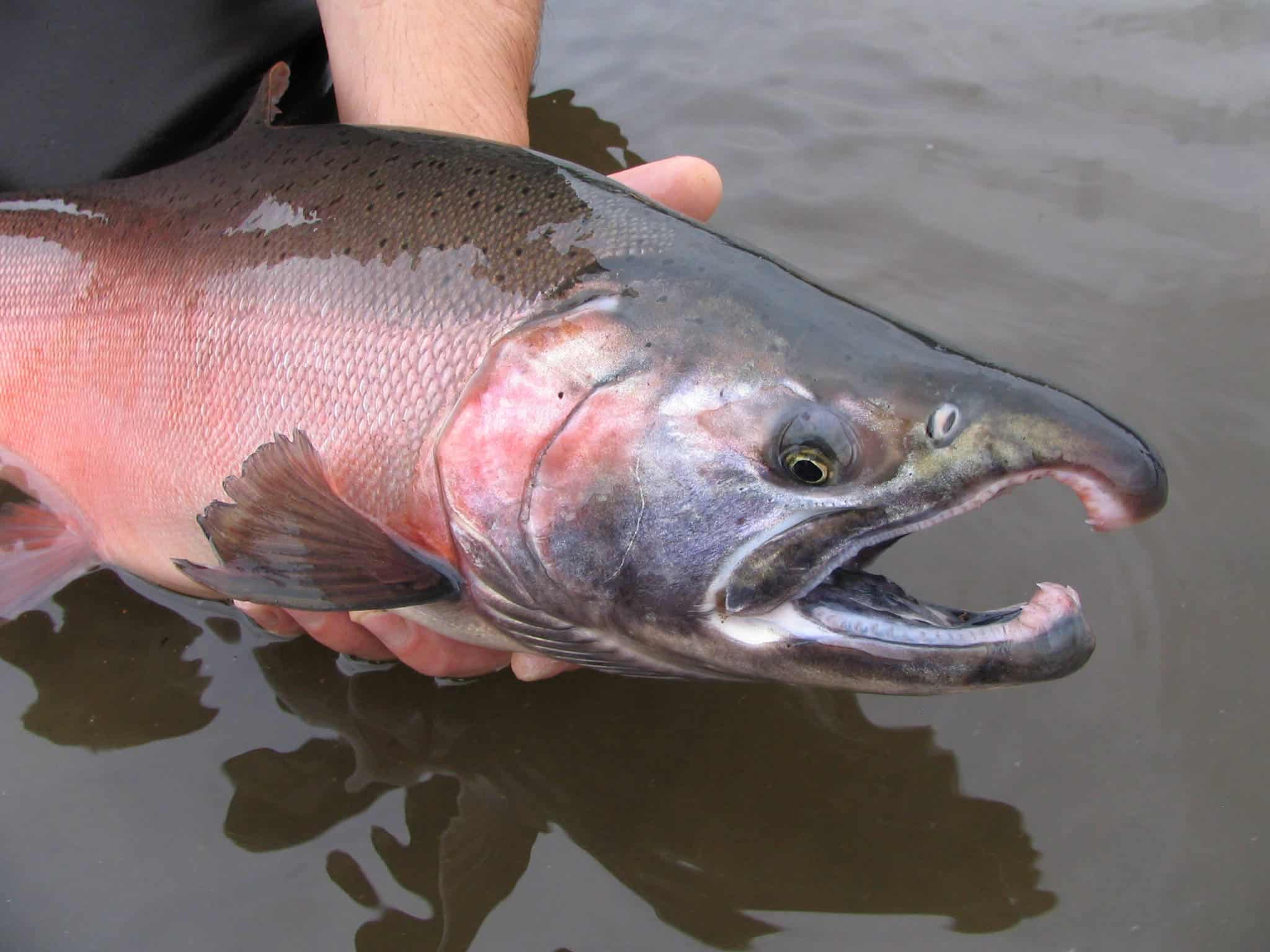 Coho Salmon (Oncorhynchus kisutch)