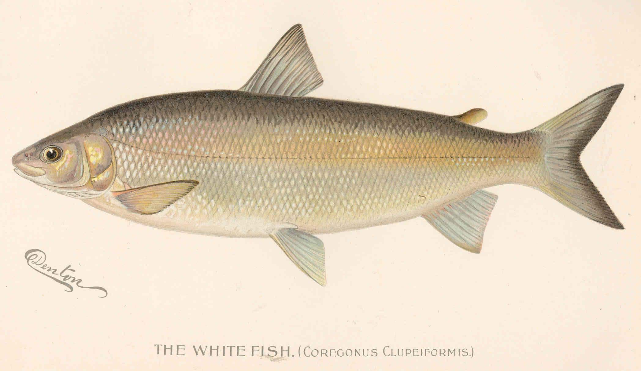 White Fish (Coregonus clupeiformis)