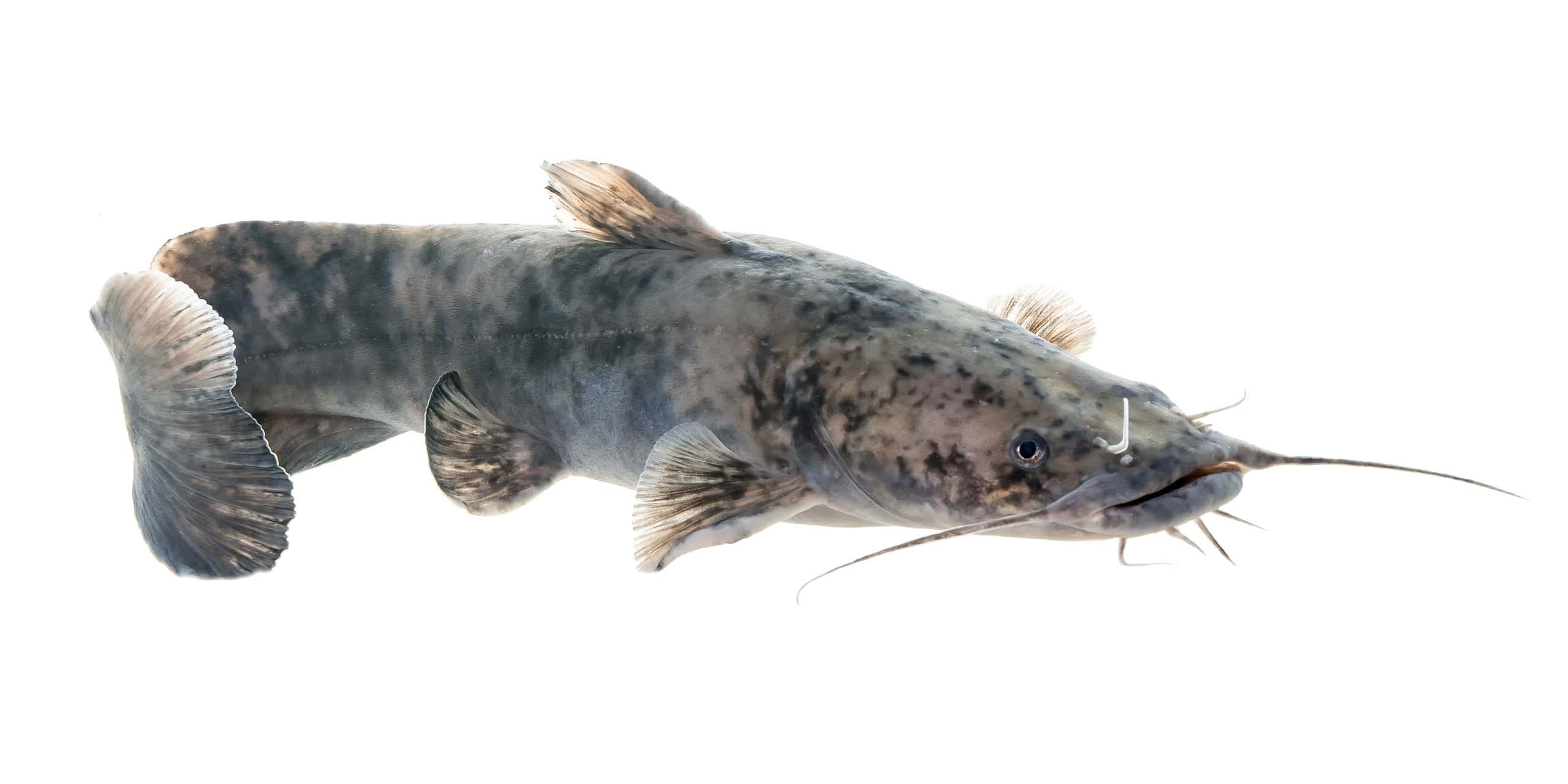 FWC certifies new state record flathead catfish