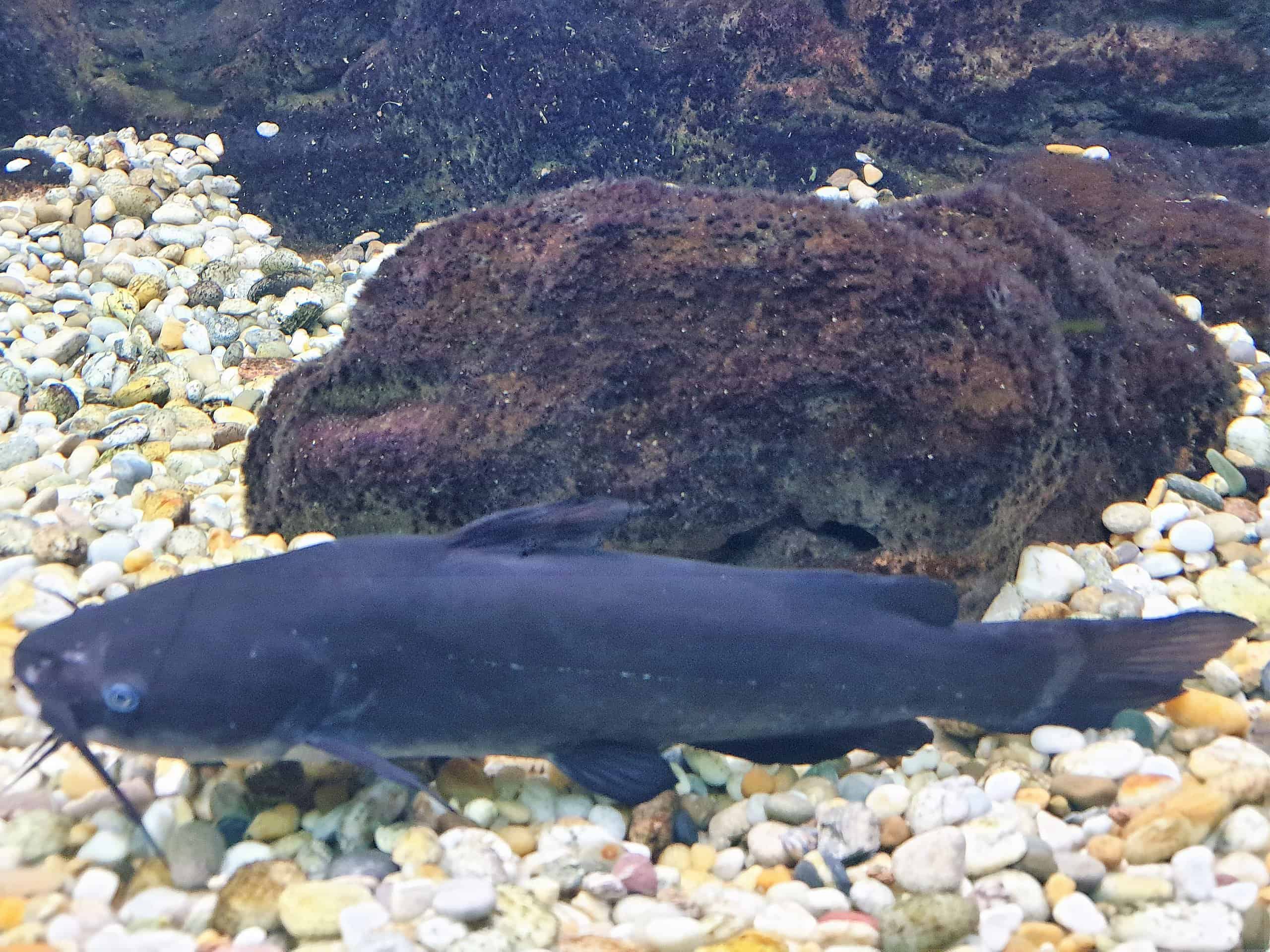 Black Bullhead Catfish (Ameiurus melas)