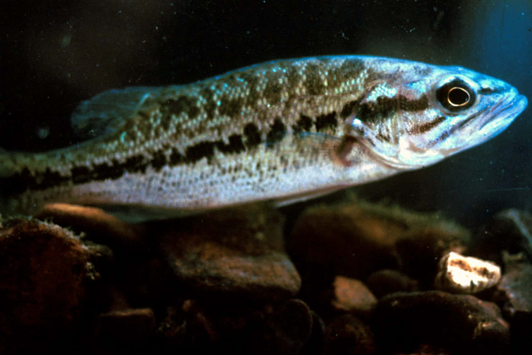 Spotted Bass (Micropterus punctulatus)