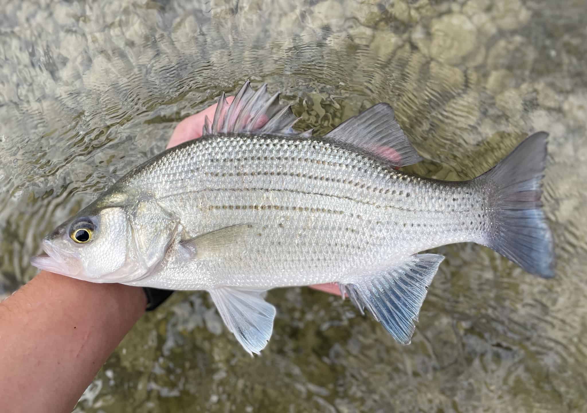 White bass (Morone chrysops)