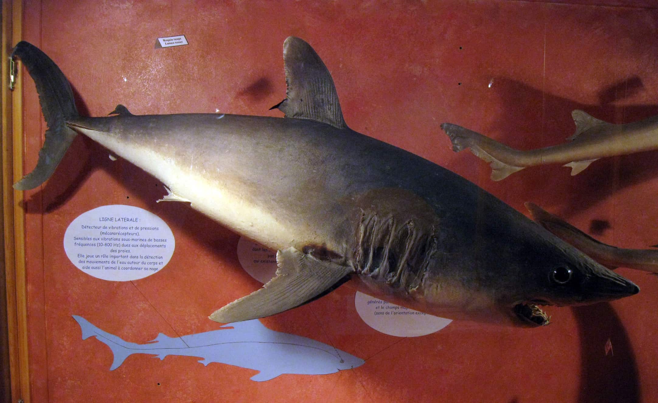 Porbeagle shark (Lamna nasus)