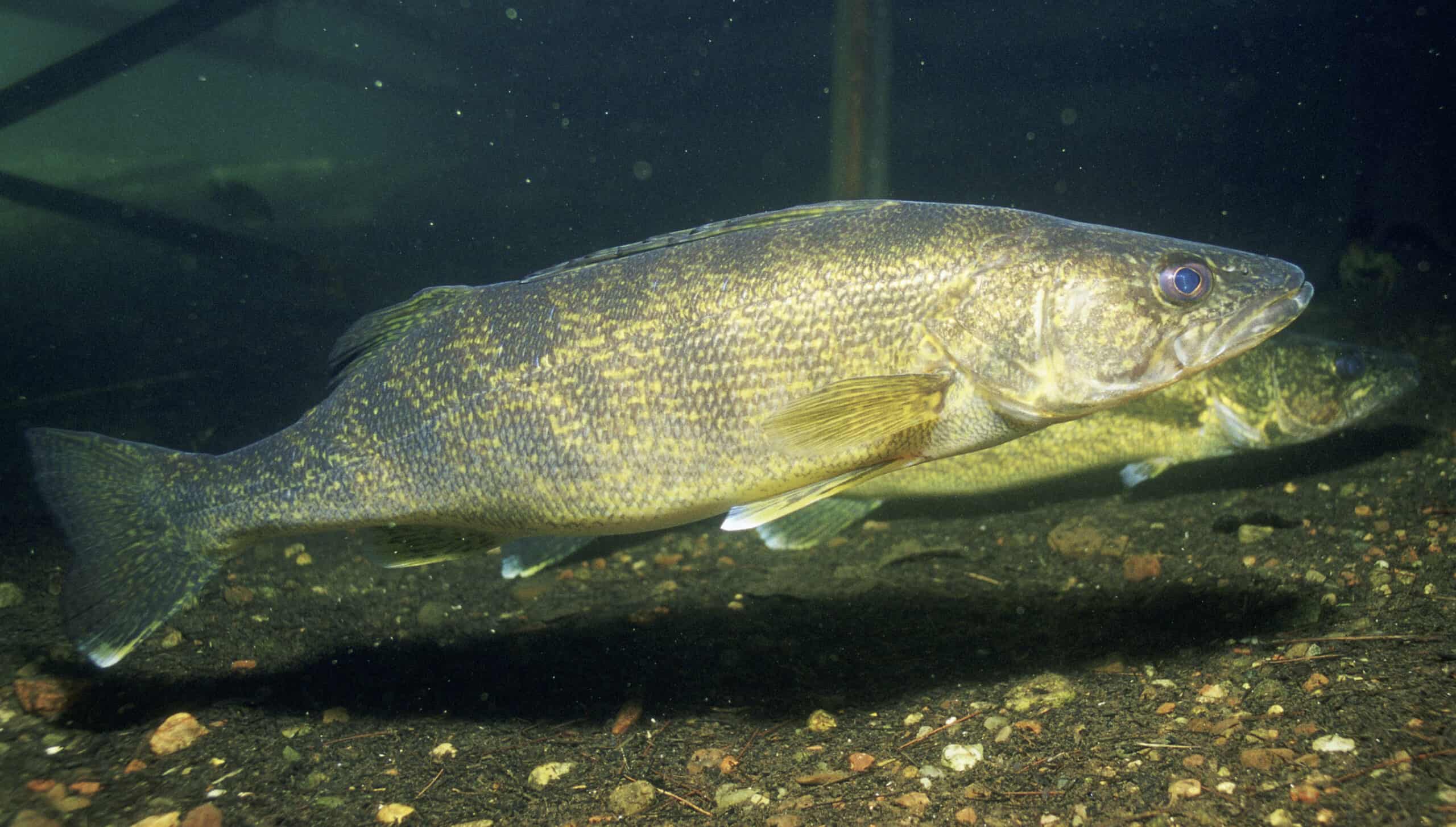 The Largest Walleye Ever Caught in the US, and the Biggest State Records -  24/7 Wall St.