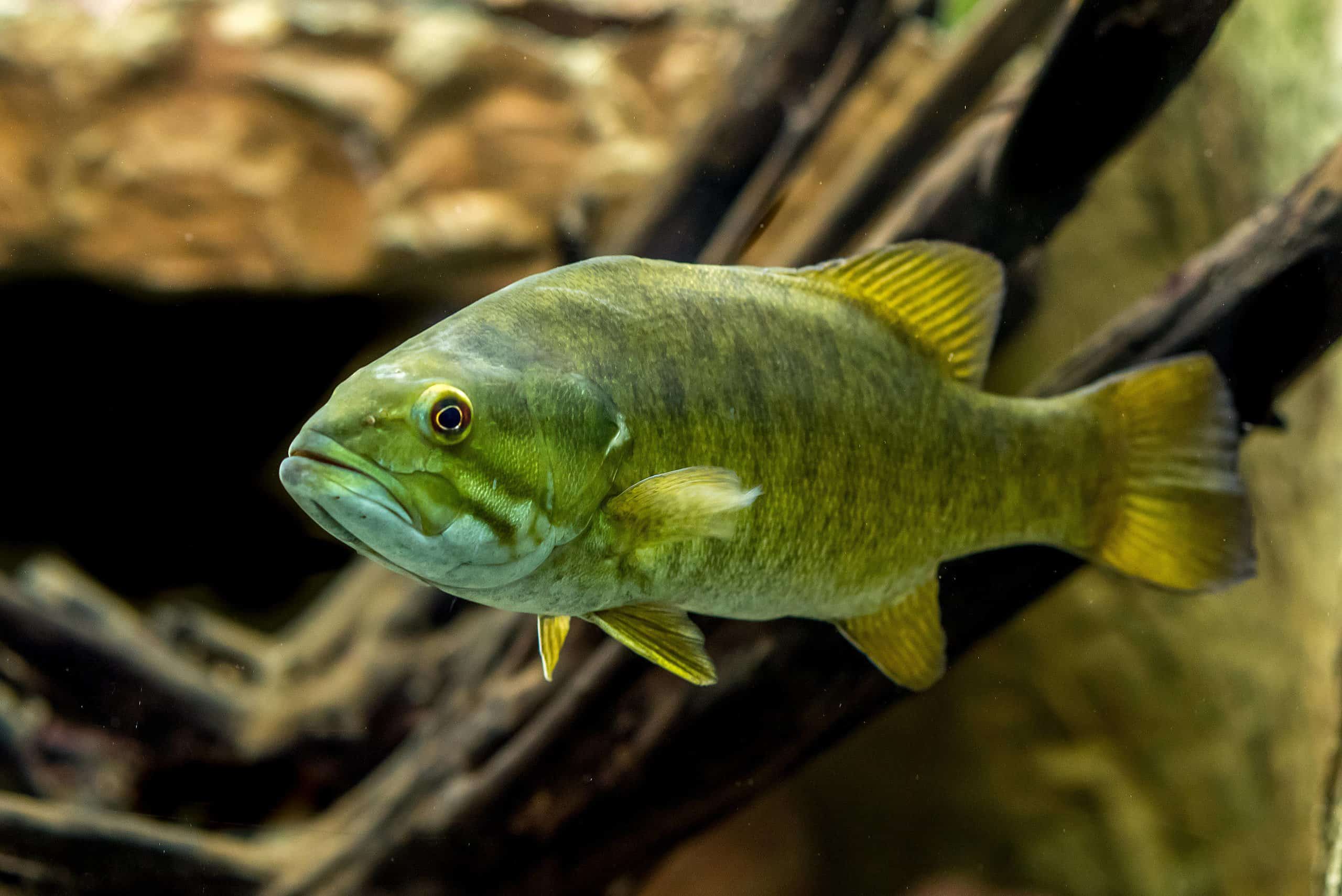 Smallmouth Bass (Micropterus dolomieu) by USFWS