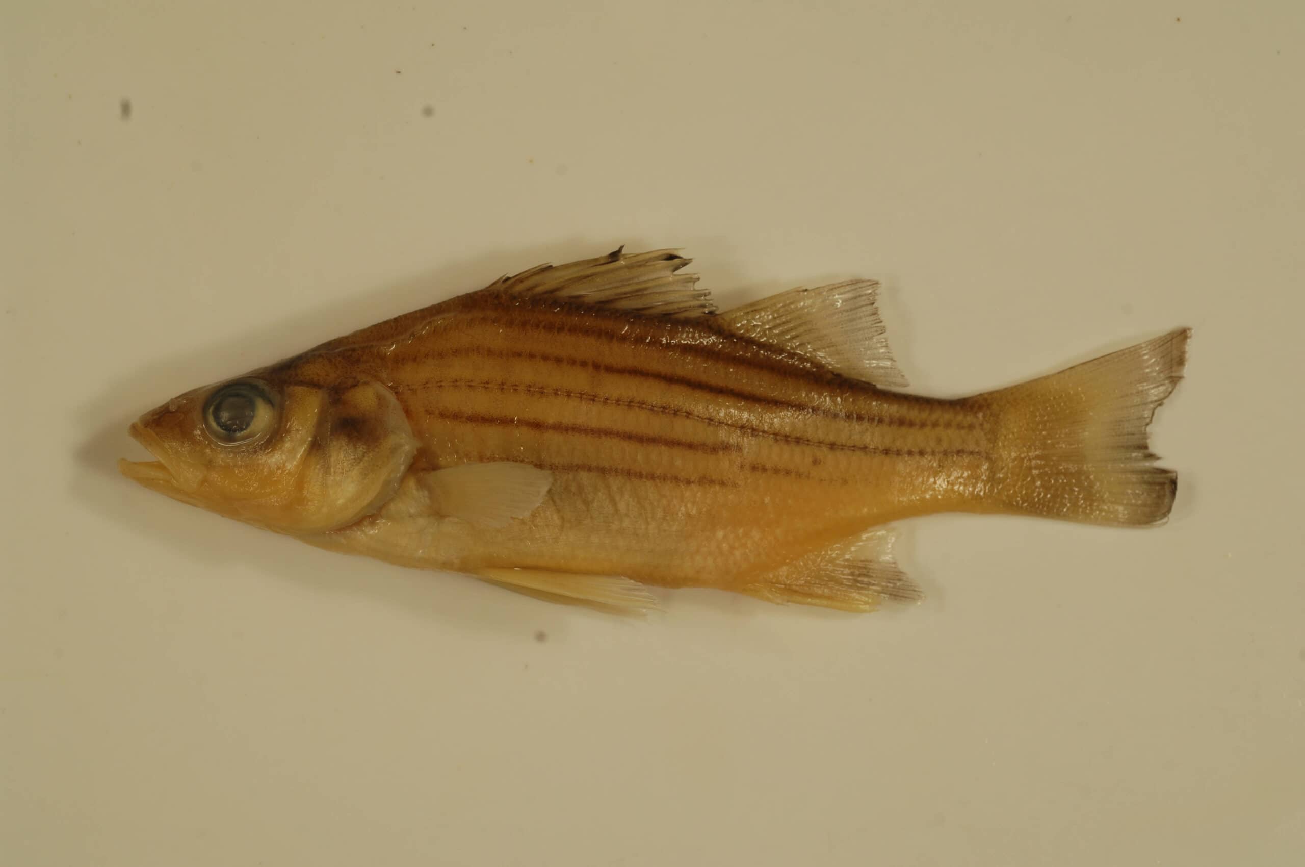 Yellow Bass (Morone mississippiensis)