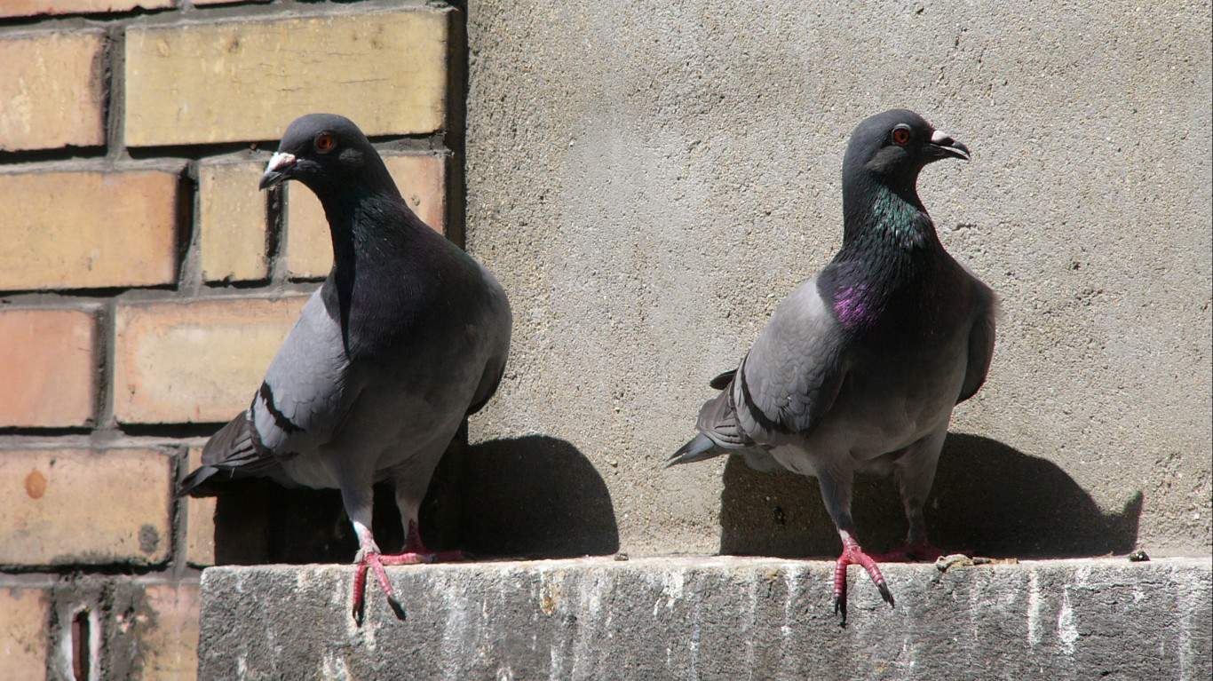 Pigeons by Fru00c3u00a9du00c3u00a9ric BISSON