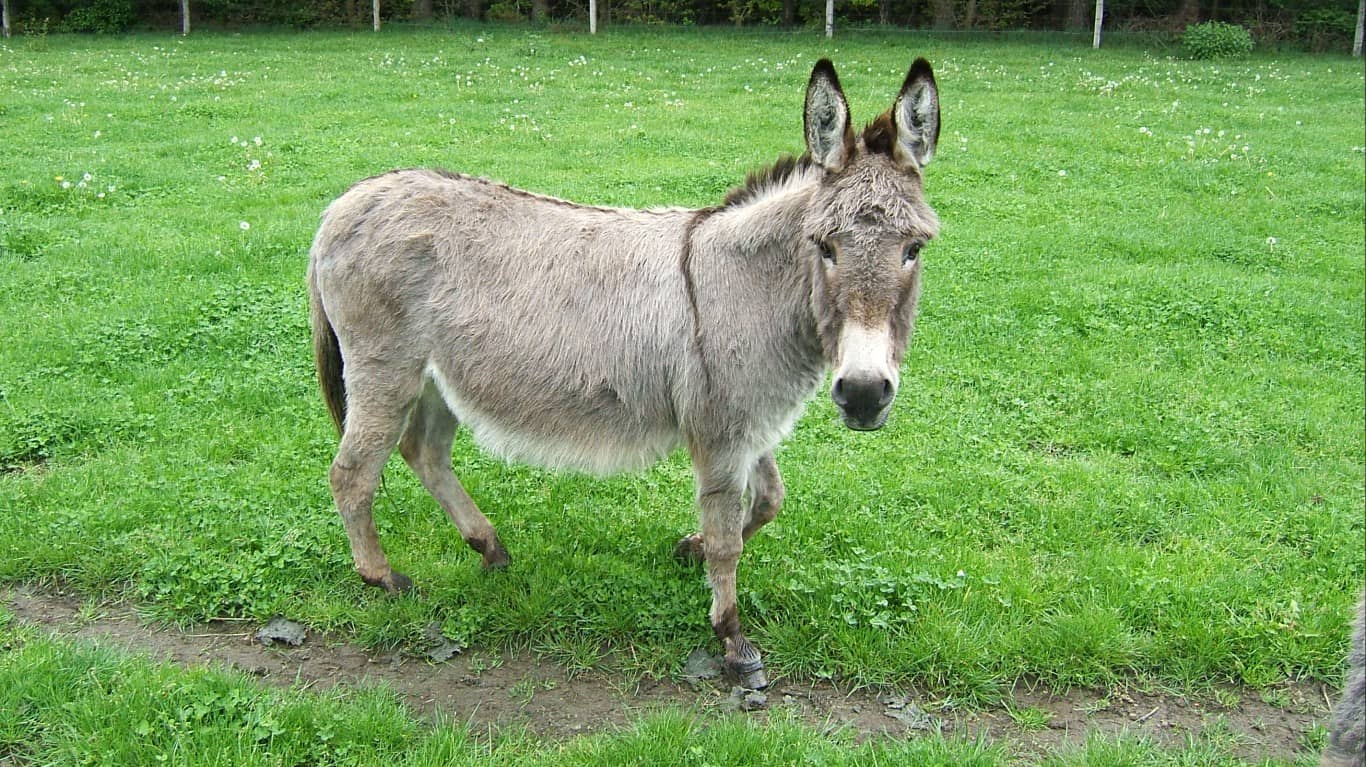 Donkey by LHOON