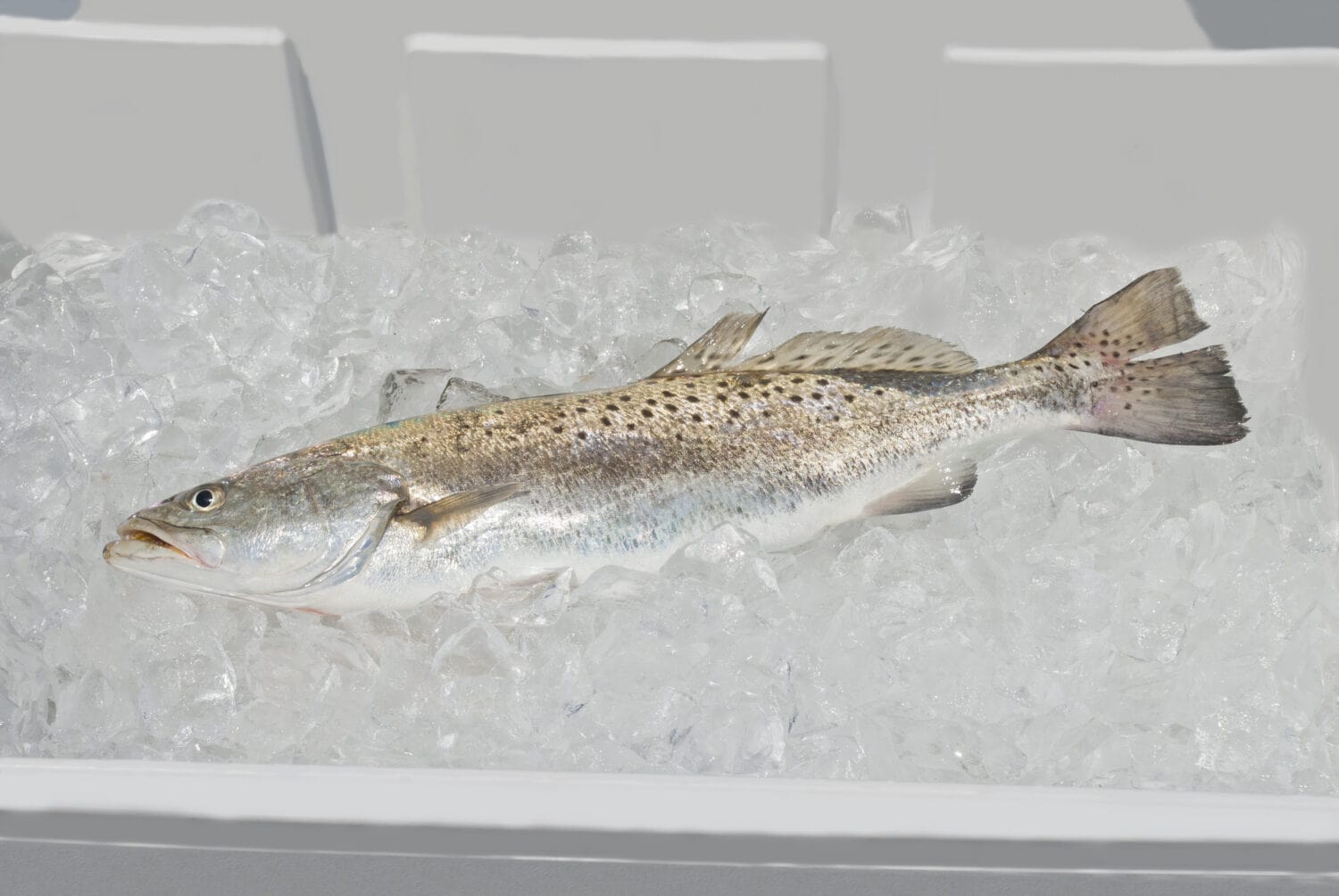 A freshly caught Spotted Seatrout (Cynoscion nebulosus) on ice in a cooler.