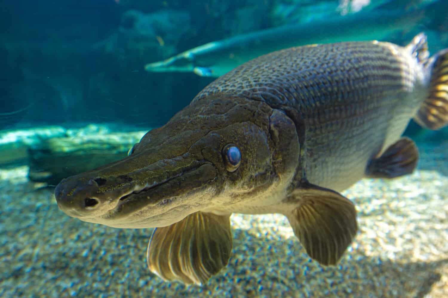 The Alligator Gar: North America's Largest Freshwater Predatory Fish