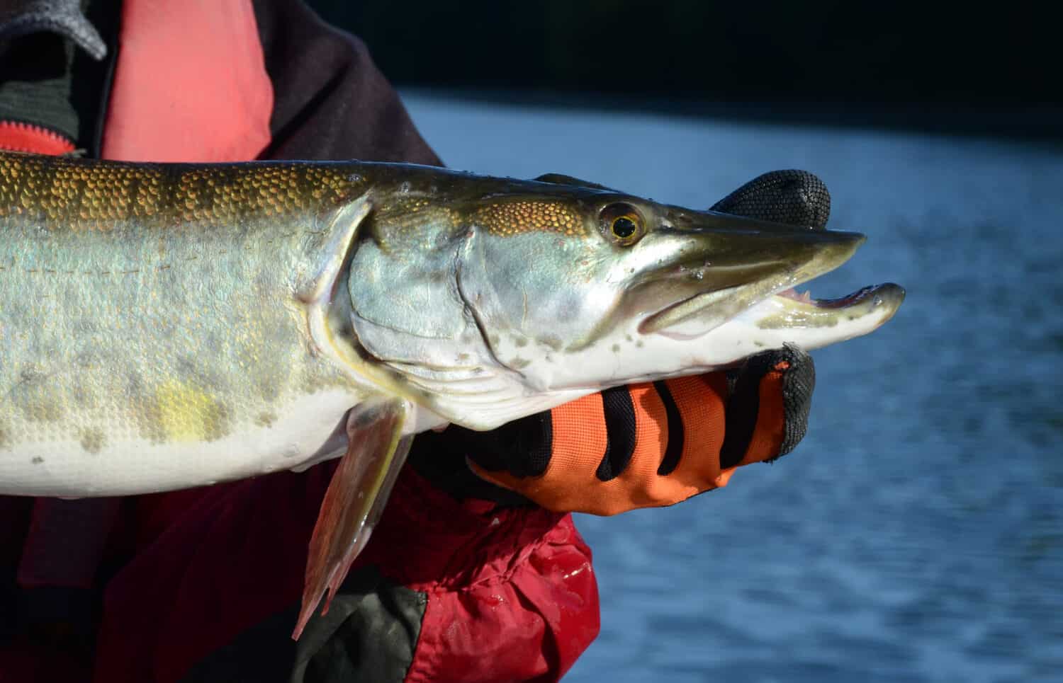 A profile view of a beautiful colorful muskie head being held horizontally in a gloved hand on a river on a sunny day