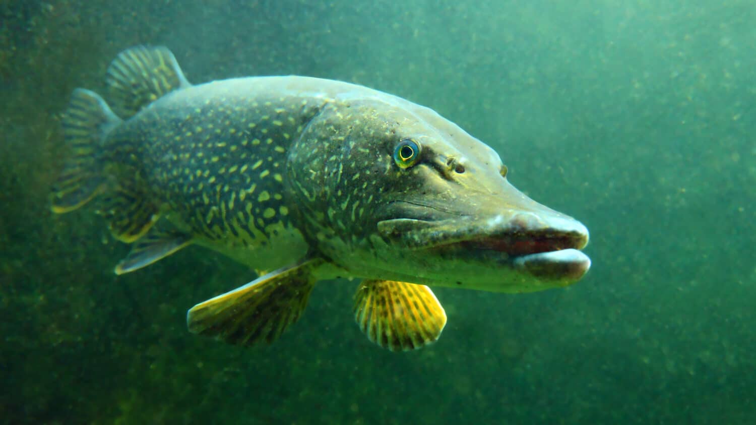 The Northern Pike - Esox Lucius. Underwater photo of giant fish from freshwater lake. Animals and wildlife theme.