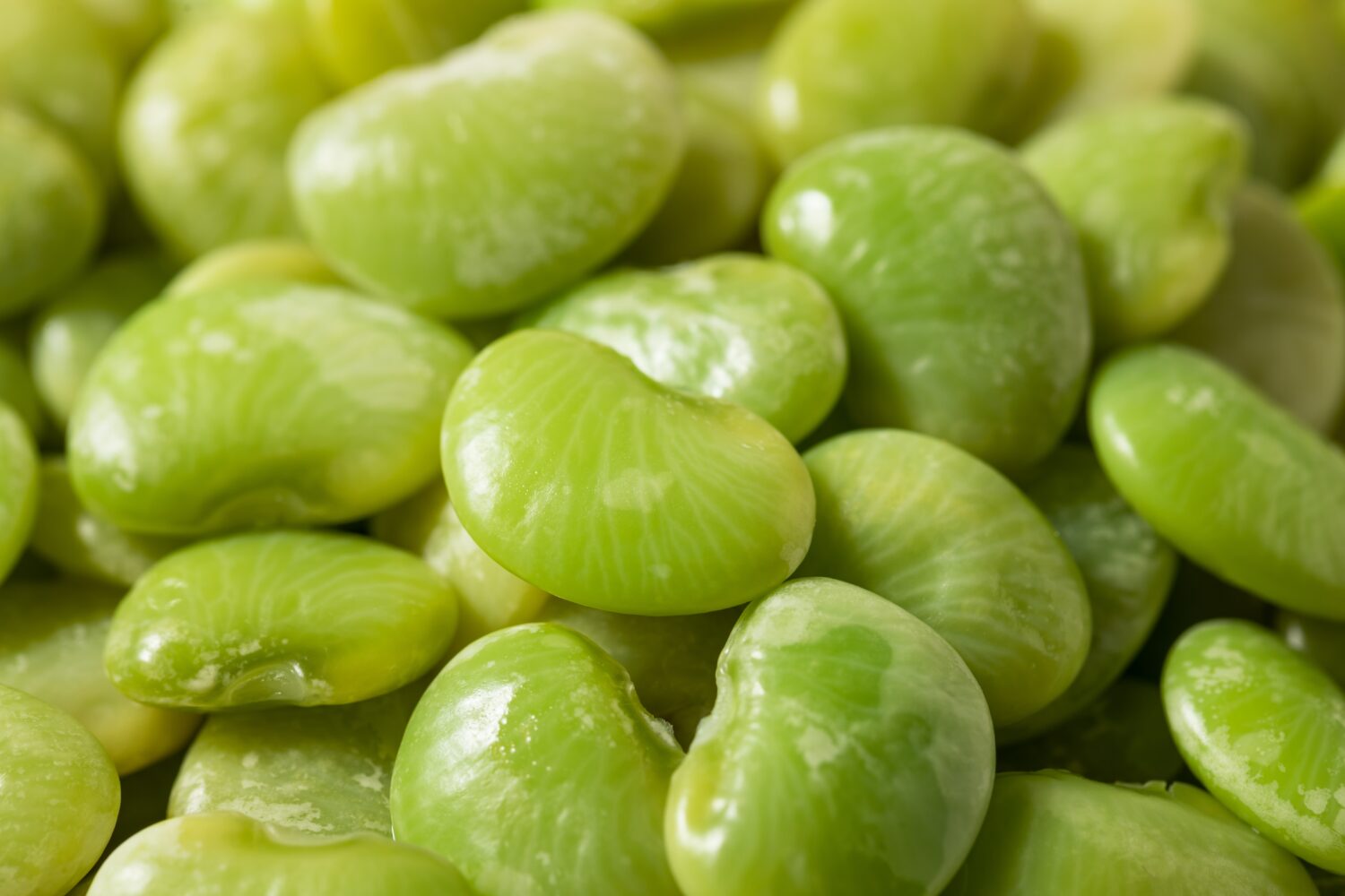 Organic Raw Steamed Green Lima Beans in a Bowl