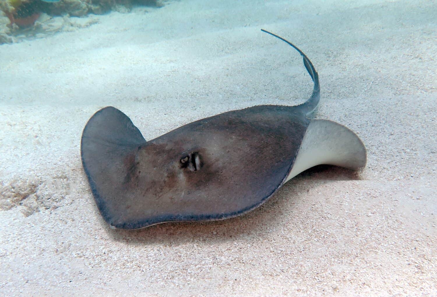 Southern Stingray in the Tropical Western Atlantic