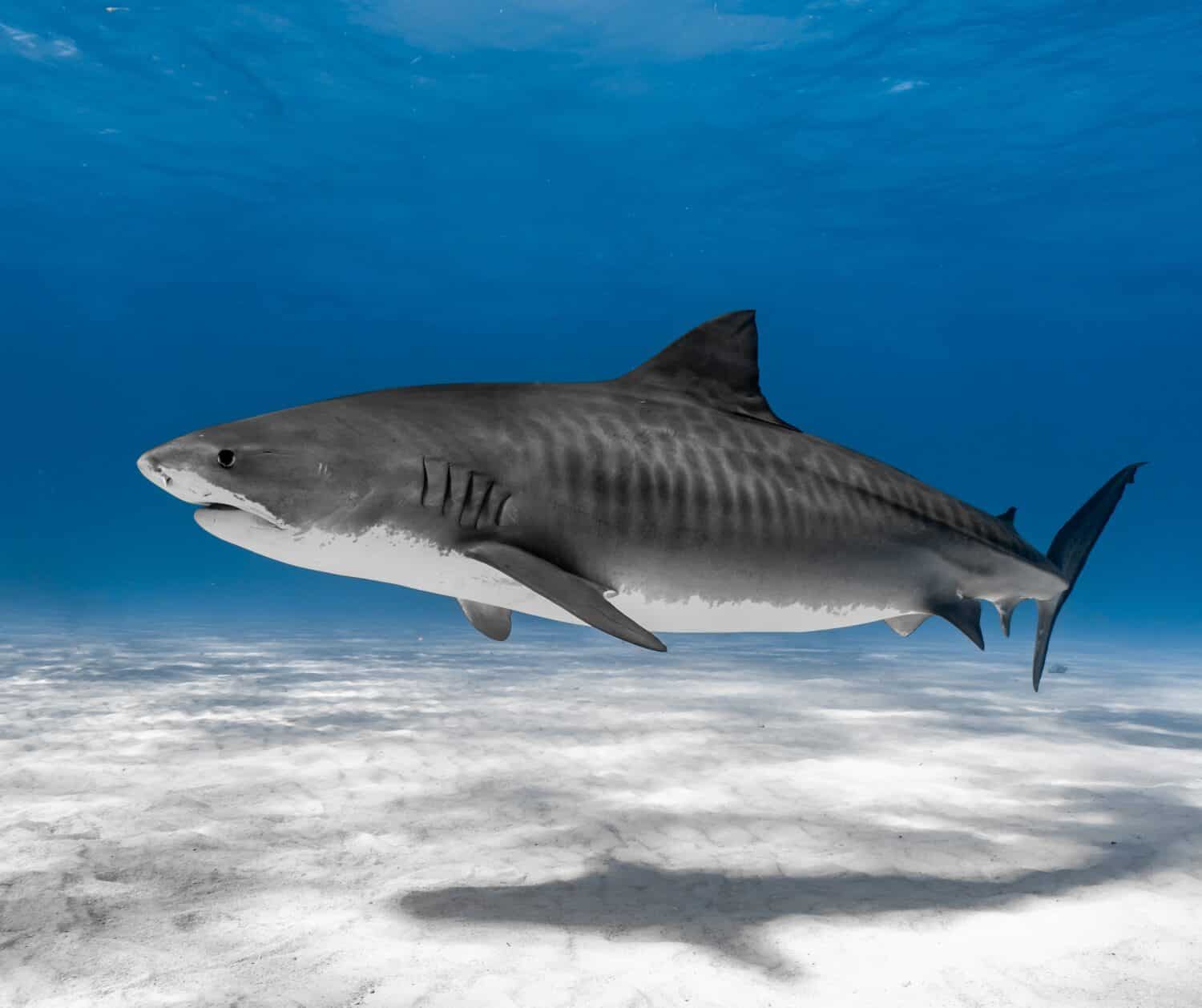 Tiger Shark Up Close Full Body Shot. Stripes showing in clear blue water with white sandy bottom. 