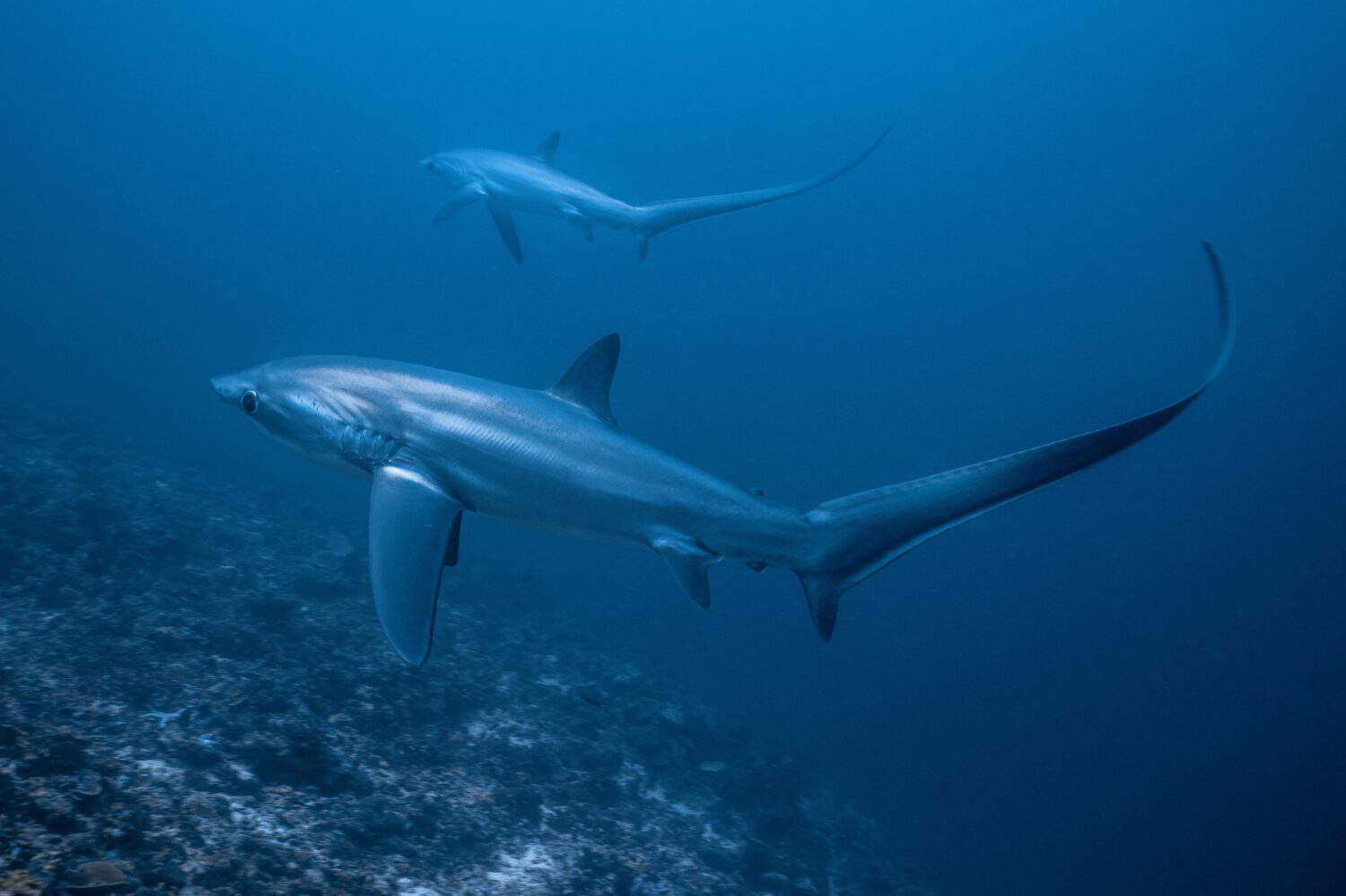 Thresher sharks are carnivorous and primarily feed on small fish and squid. They use their tails to herd their prey and then strike them with their jaws.