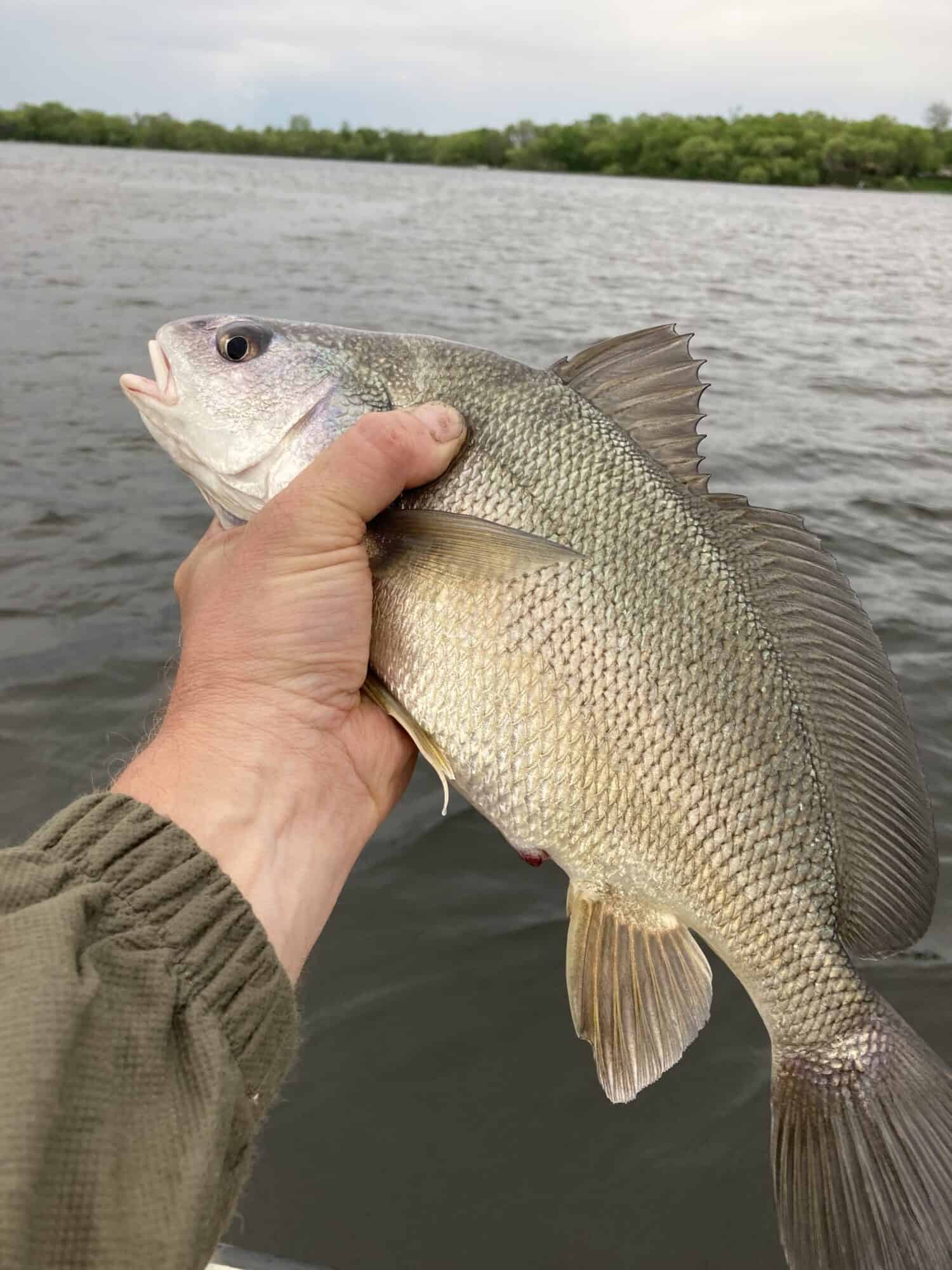 Freshwater Drum also known as a Sheephead