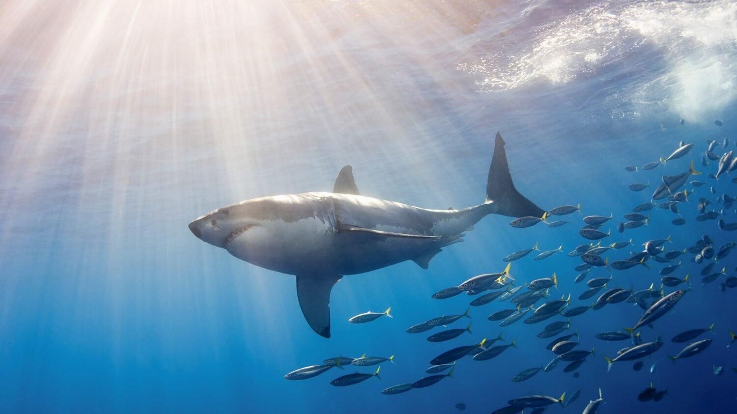 Great white shark at guadalupe island.