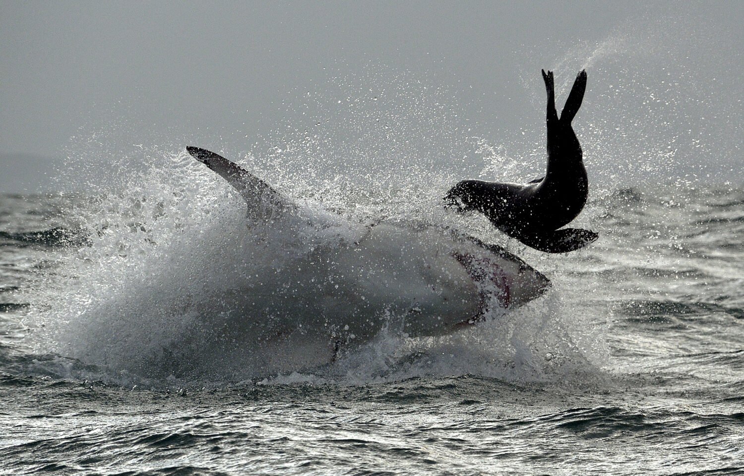 Great White Shark ( Carcharodon carcharias ) breaching in an attack . South Africa. Visible noise