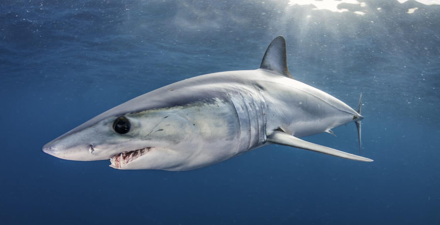 Short fin mako shark swimming just under the surface, offshore, about 50 kilometres past Western Cape in South Africa. This picture was taken during a blue water baited shark dive.