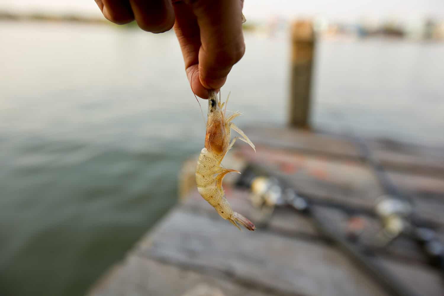 Small prawns are used as bait for fishing.