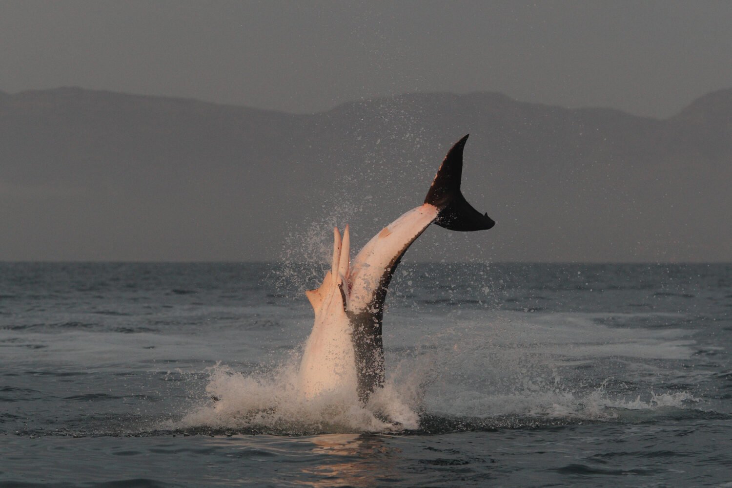 male great white shark, Carcharodon carcharias, breaching on seal shaped decoy, False Bay, South Africa, Atlantic Ocean