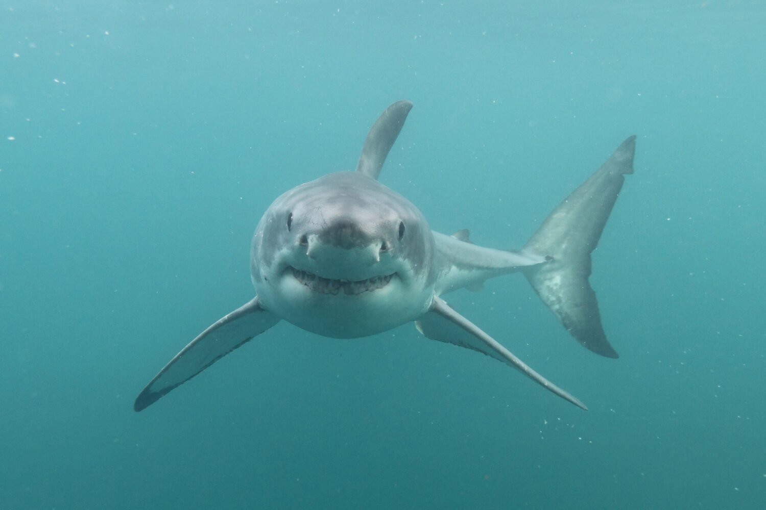 great white shark, Carcharodon carcharias, False Bay, South Africa, Atlantic Ocean