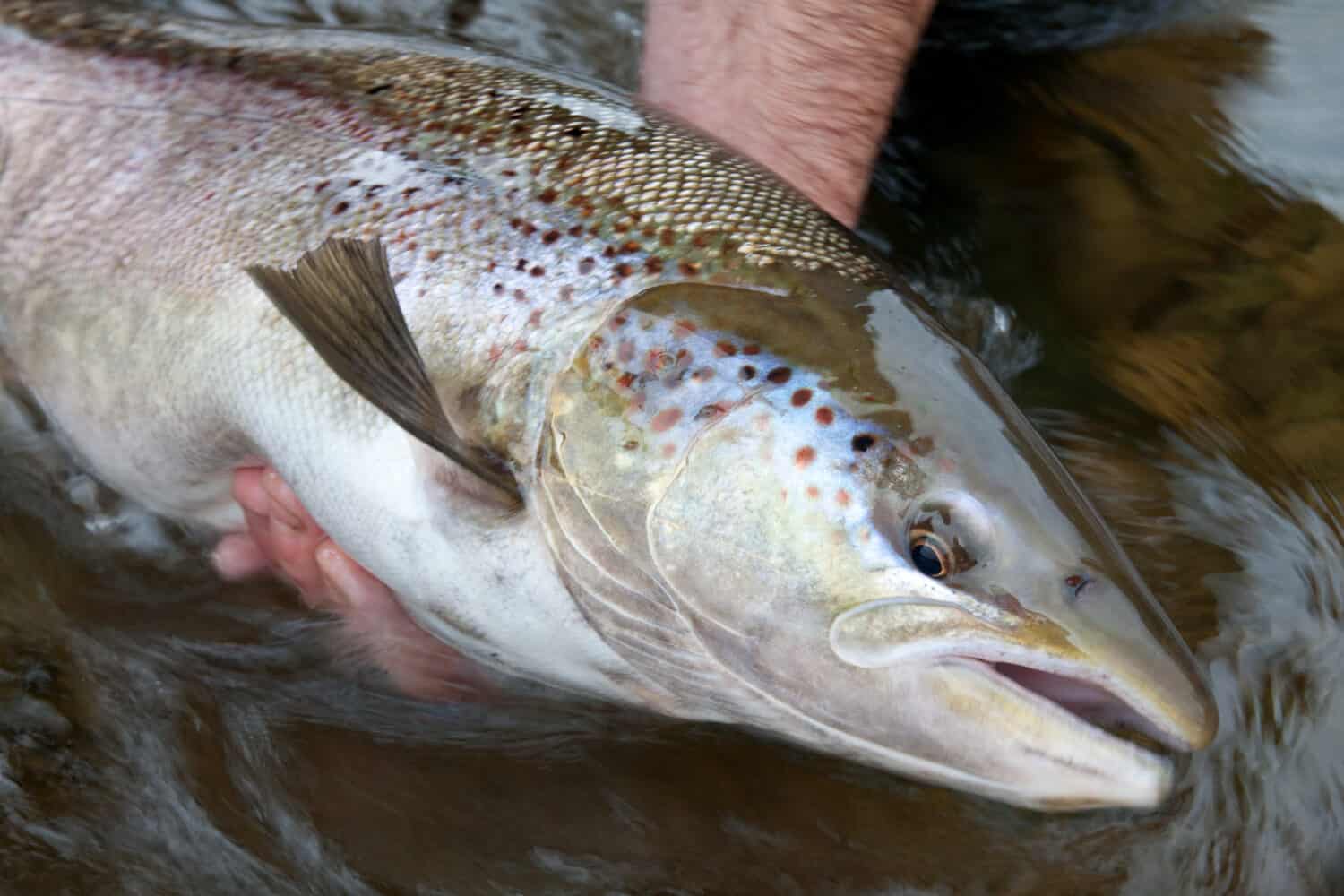 An angler prepares to release a fall run Atlantic Salmon back to the river to spawn