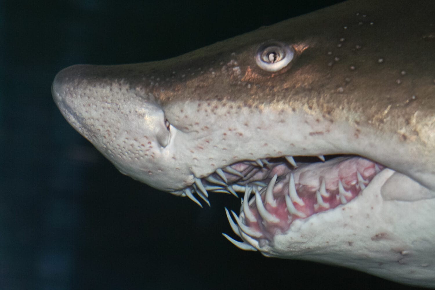head of big sand tiger shark in detail with dark background