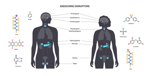 Endocrine disruptors poster