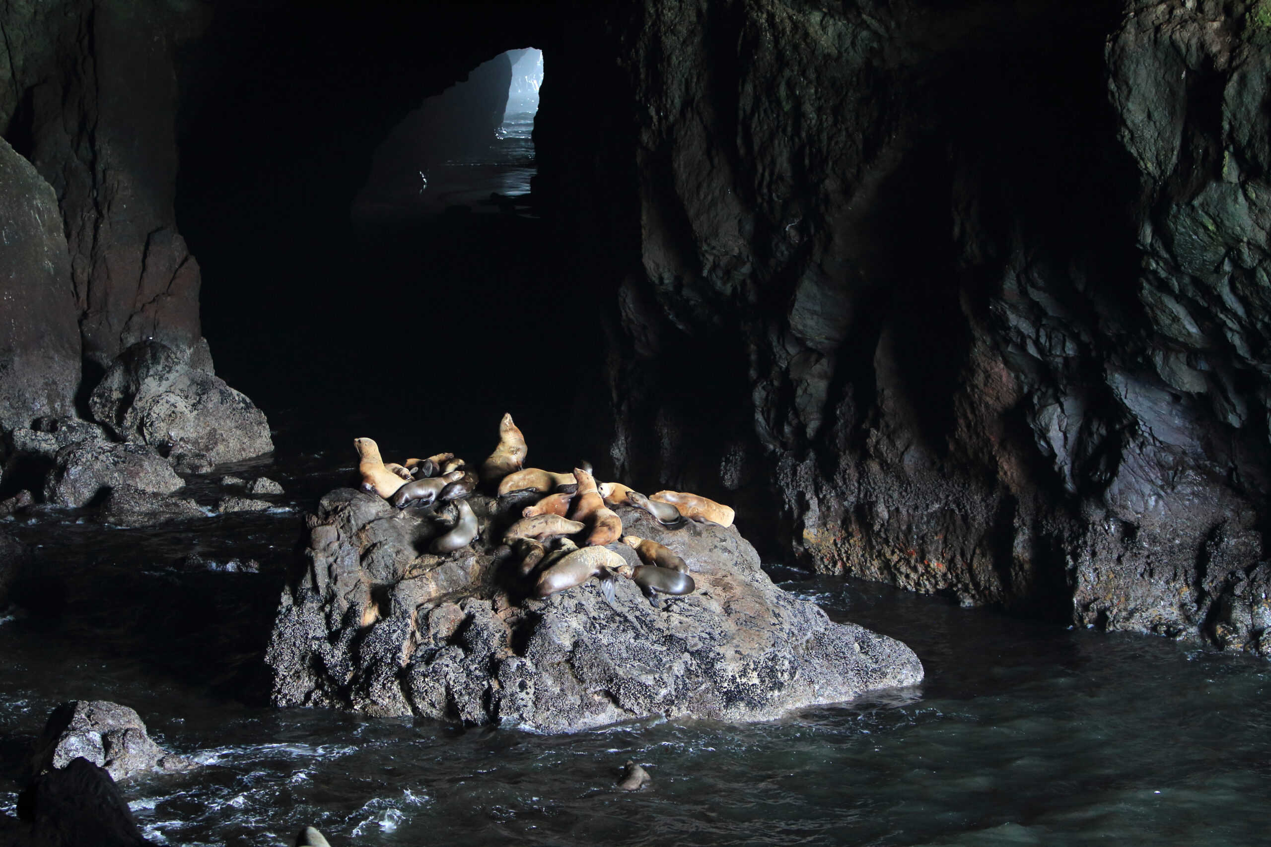 Sea Lion Caves - Florence Oregon USA