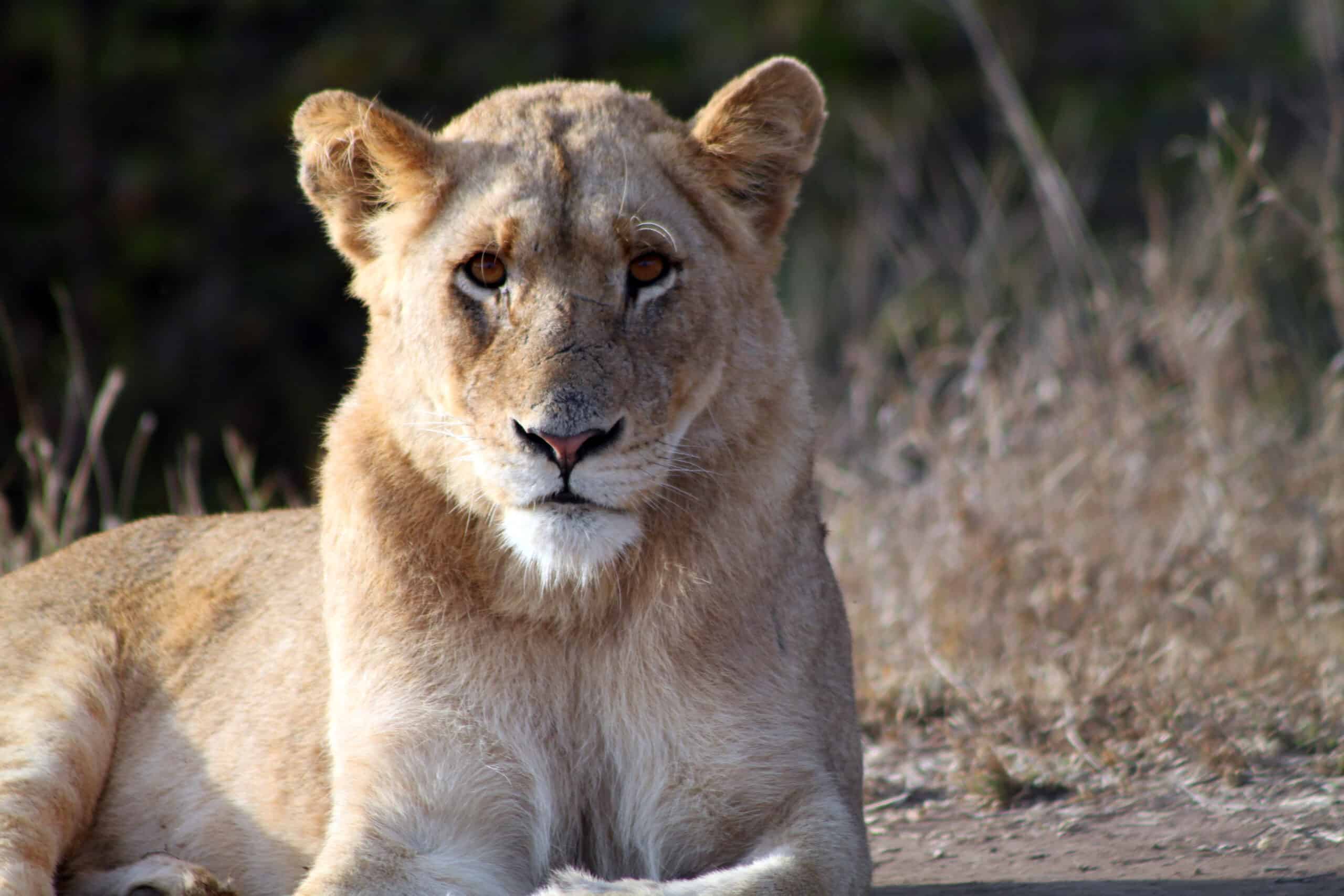 Lioness, Kruger National Park by flowcomm