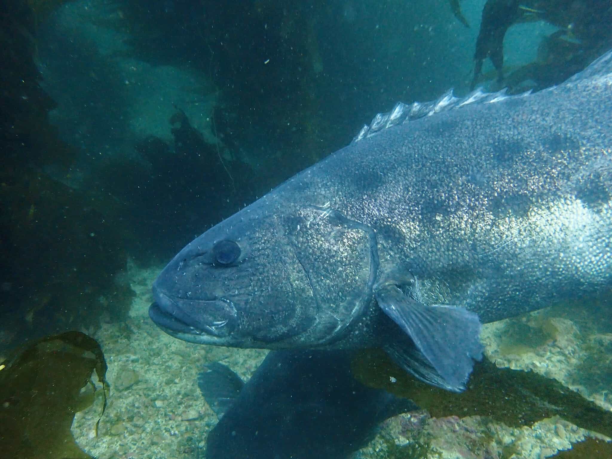 giant sea bass by Donald Davesne