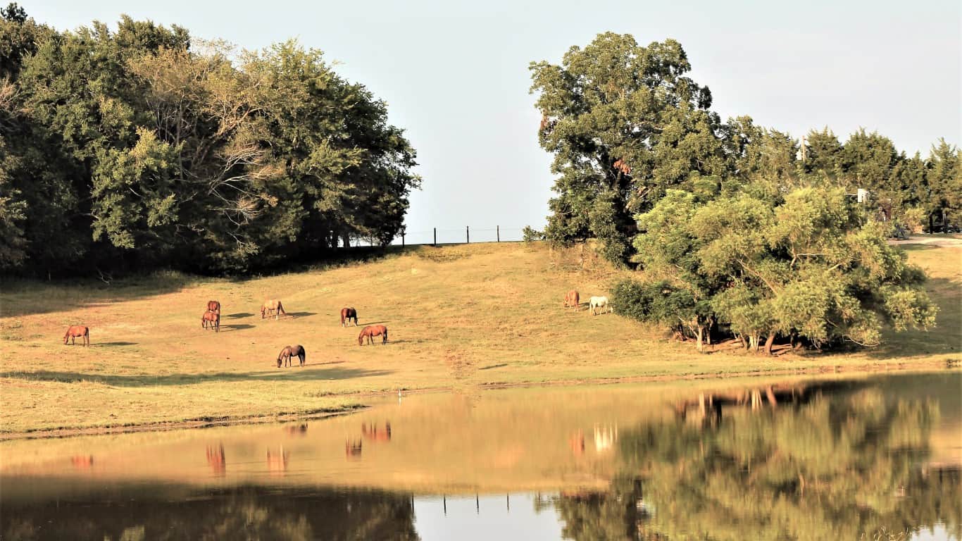 Greene+County+Alabama | Horses on Farmland- Boligee, AL (Greene County)