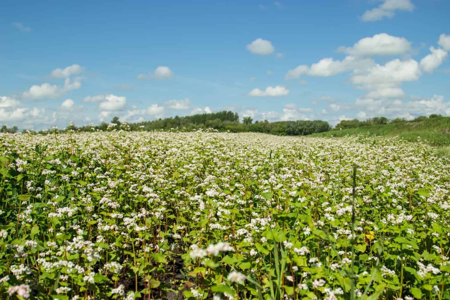 Blooming buckwheat. Buckwheat field on a summer sunny day. Tatarstan, Russia.