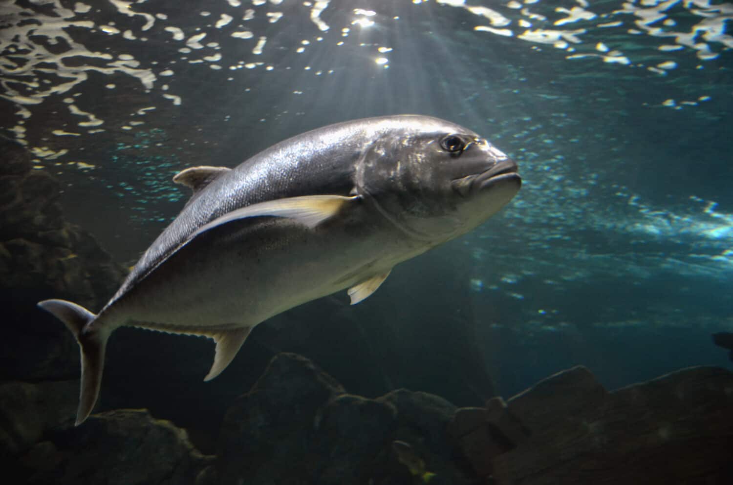 Atlantic bluefin tuna (Thunnus thynnus) underwater