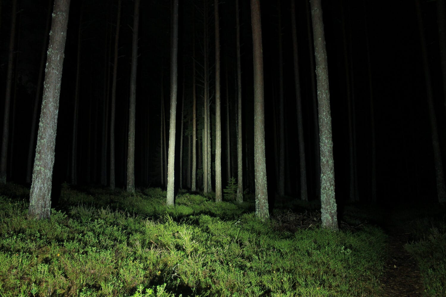 Torch lighted forest at night. Pine forest with green ground. An uncomfortable atmosphere and fear of the unknown and darkness. Day of the dead in dark. Halloween mood in a place where people get lost