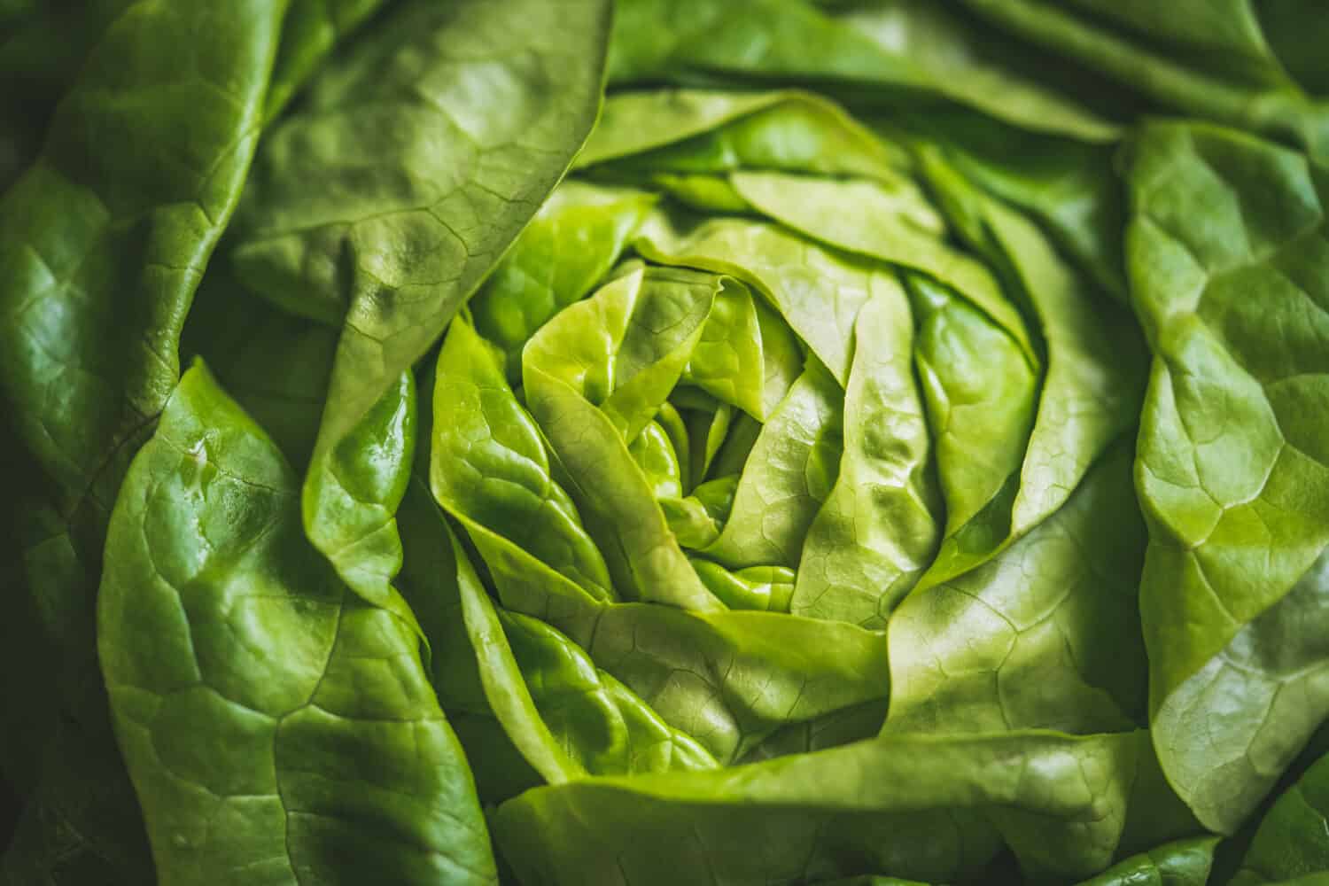 Green and fresh leaves of an organic Butterhead lettuce also known as Butter lettuce, Boston lettuce or Bibb lettuce.