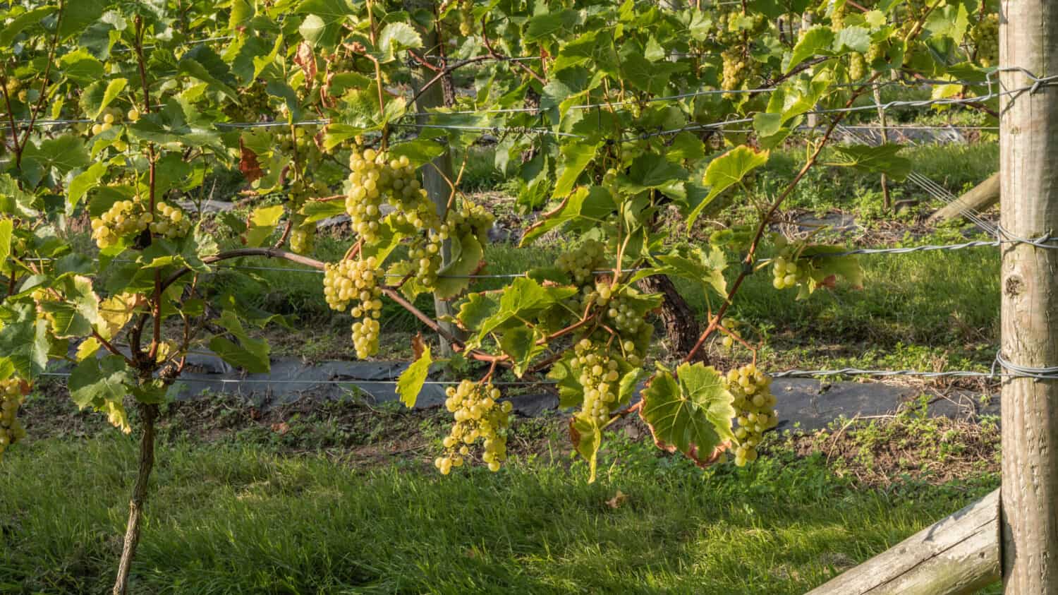 Seyval Blanc grapes hanging on a vine