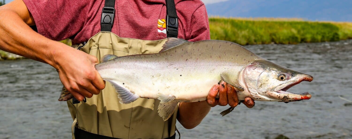 Wild pink salmon caught and released on the Kenai Peninsula, Alaska