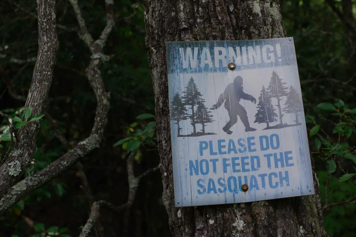 Sasquatch warning sign attached to a tree in the woods. Blue and black sign. Please do not feed.