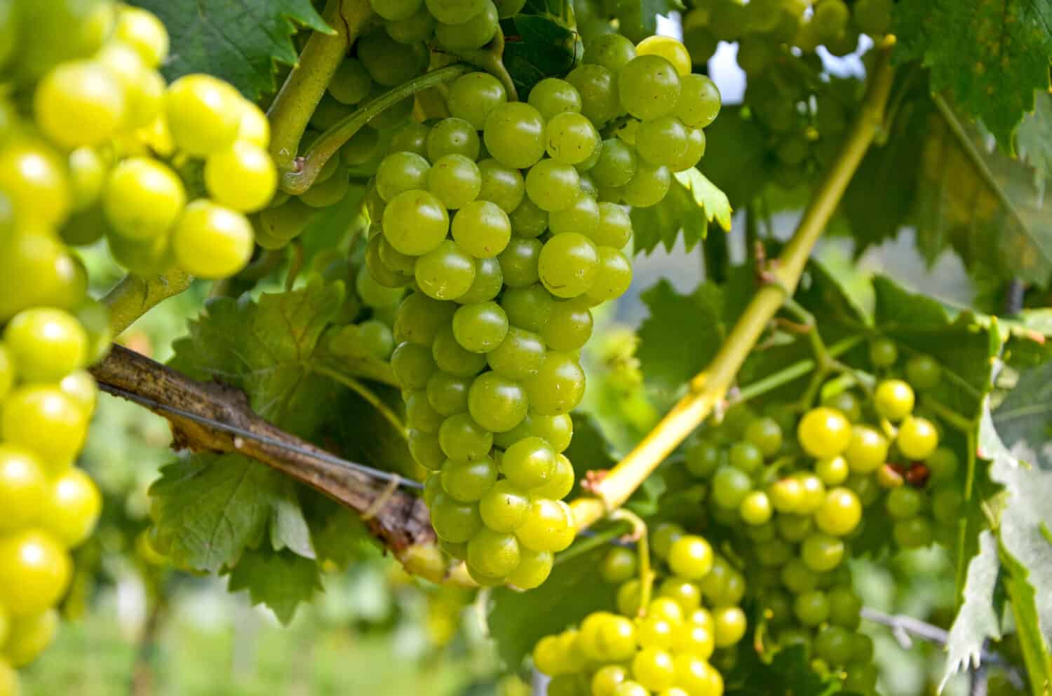 White wine: Vine with grapes just before harvest, Sauvignon Blanc grapevine