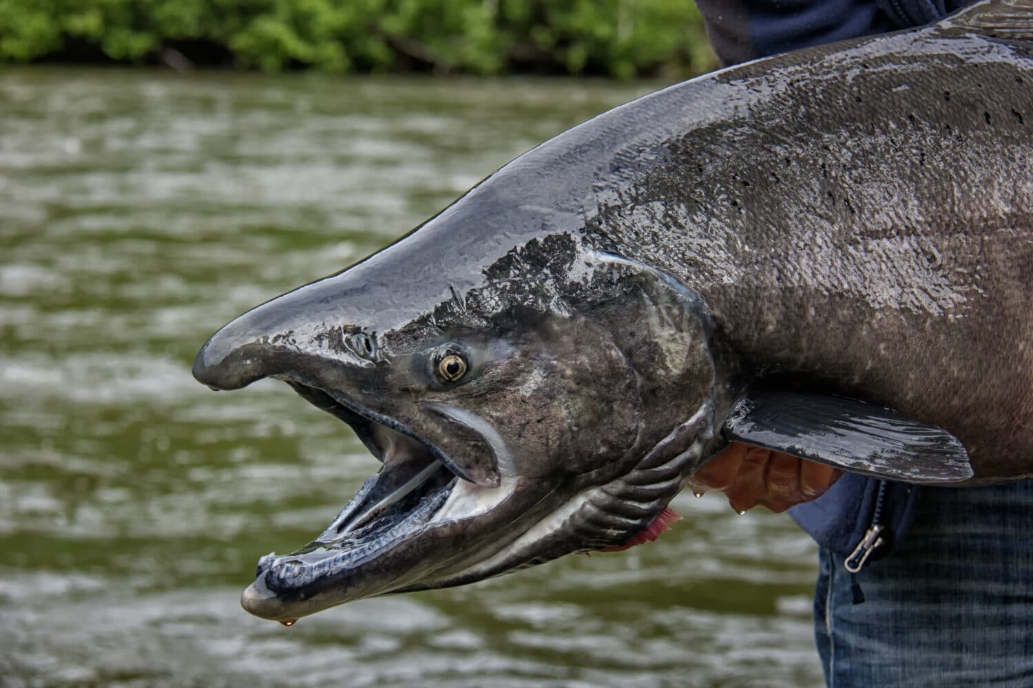 King Salmon fishing in the pristine wilderness of the Yukon in Canada