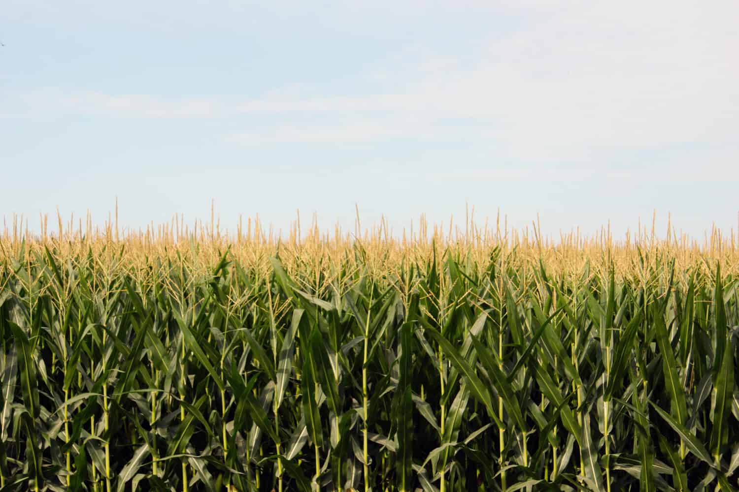 Corn Field in Iowa