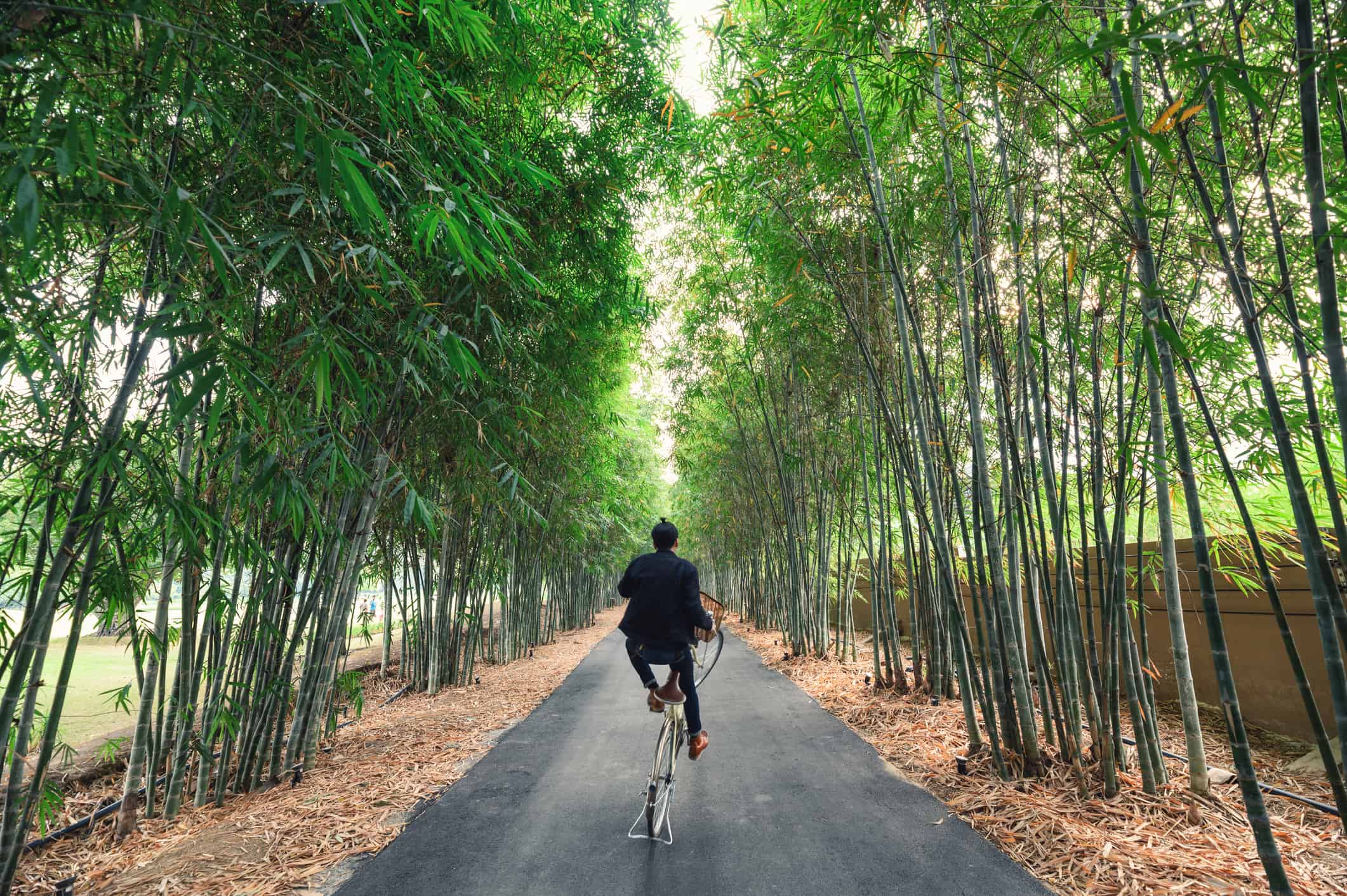 Young man lift wheeling with bike in bamboo forest